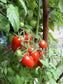 Tomato Seeds Juliet Grape Hybrid F1 Hybrid 25 Seeds