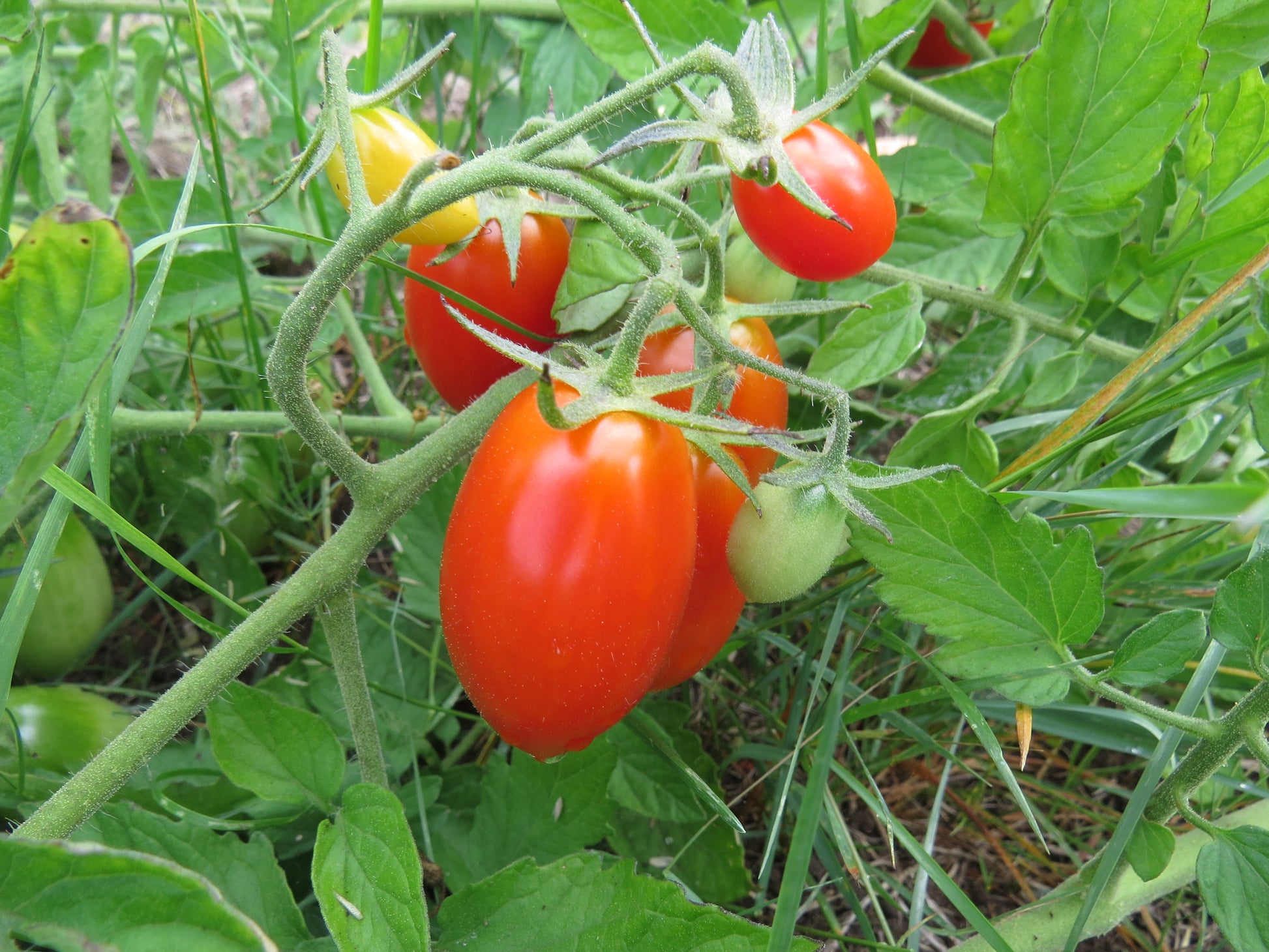 Tomato Seeds | Juliet Grape Hybrid | Buy Tomato Seeds