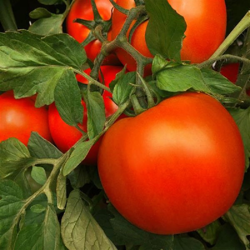 25 Tomato Laguna Red Tomato Seeds Hybrid Tomato