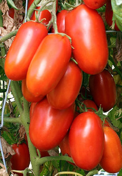 Tomato Seeds La Roma III Hybrid 25 thru 250 Tomato Seeds