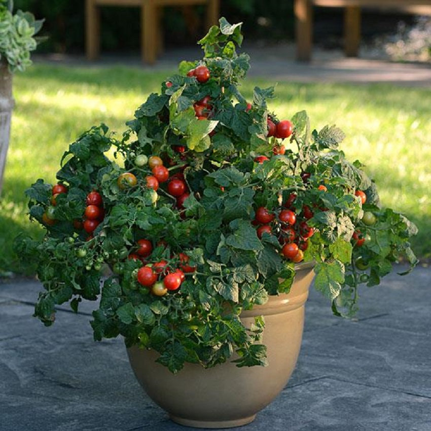 Tomato Seeds Tomato Little Bing 25 Seeds Grape Tomato