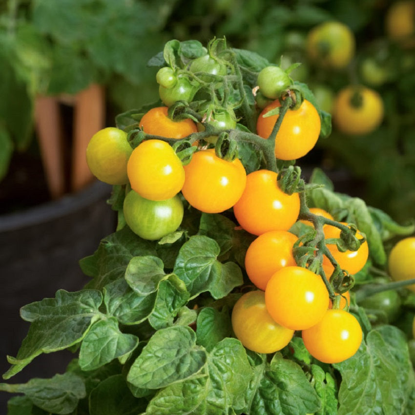 25 Tomato Seeds Little Birdy Yellow Canary F1 Hybrid Yellow Cherry Tomato Micro Dwarf Tomato