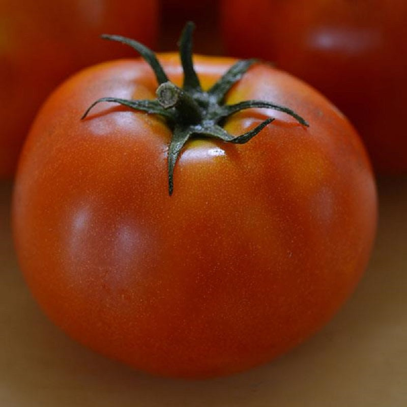 25 Tomato Seeds Little Sicily Tomato Determinate