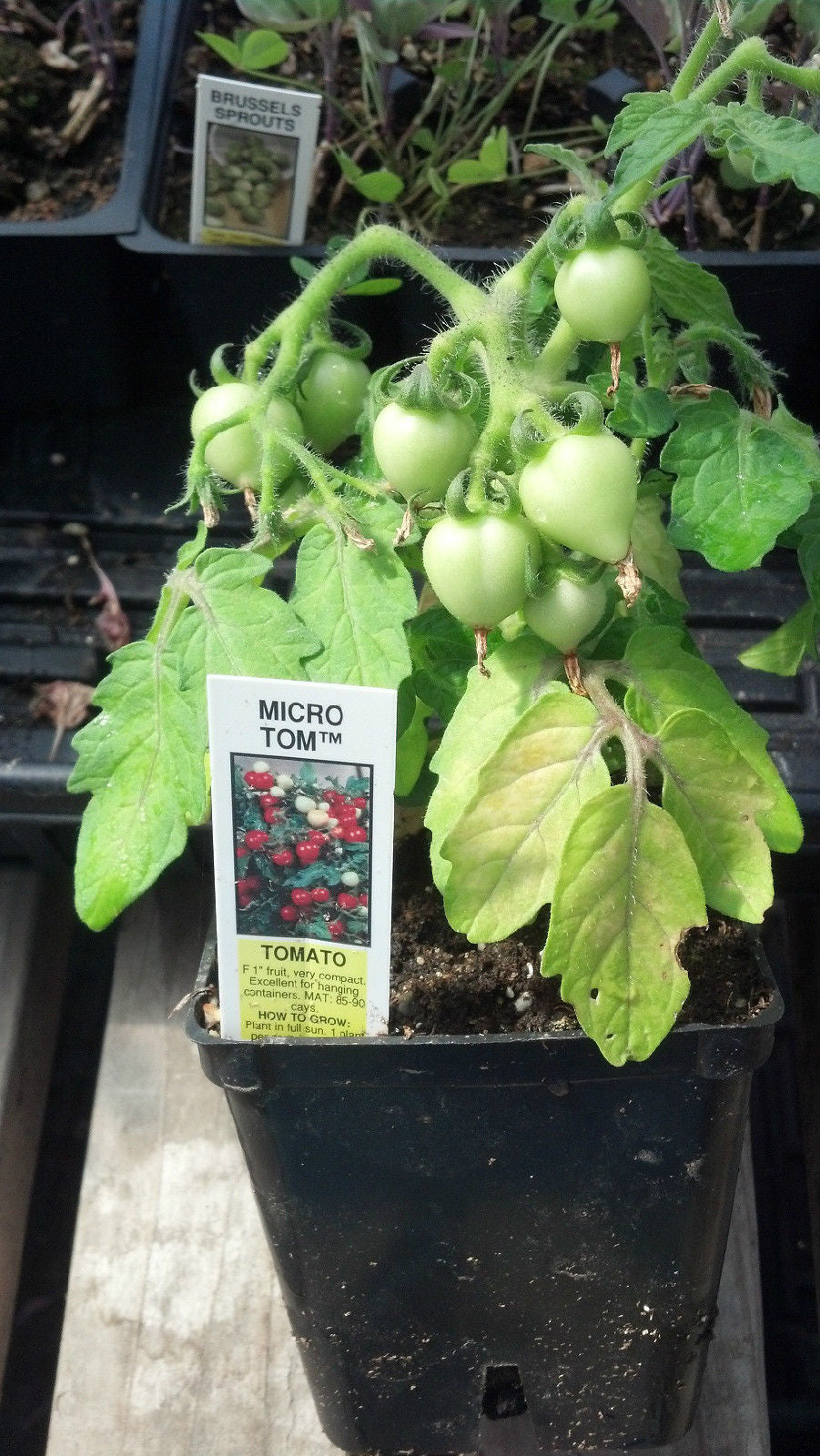 Tomato Seeds Micro Tom Miniature Tomato Plant 15 thru 100 Seeds Dwarf Tomato