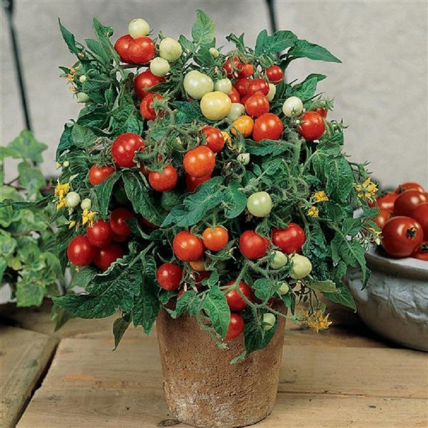 Tomato Seeds Micro Tom Miniature Tomato Plant 15 thru 100 Seeds Dwarf Tomato