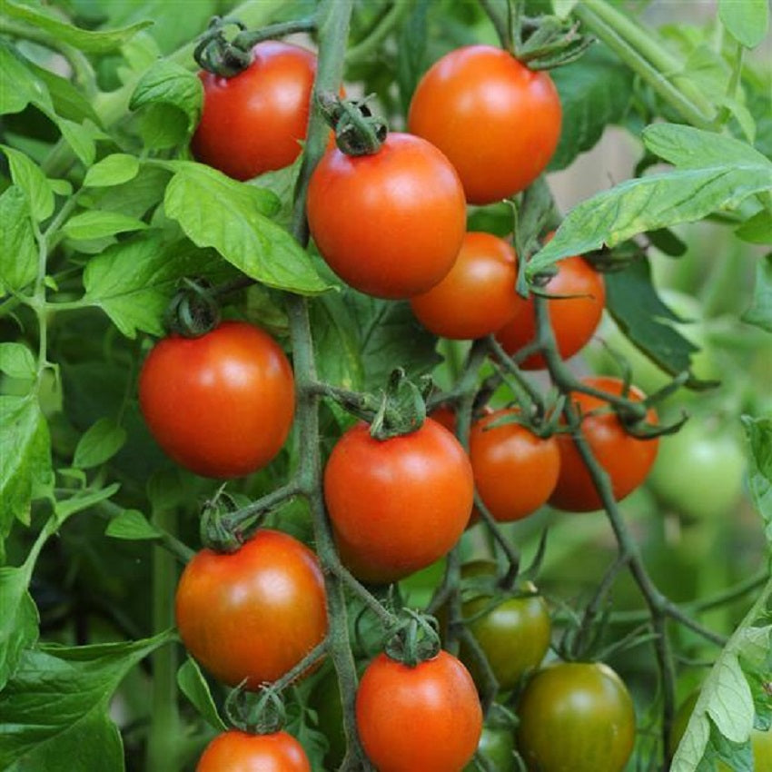 Tomato Seeds | Orange Zinger Tomato | 25 Cherry Tomato Seeds