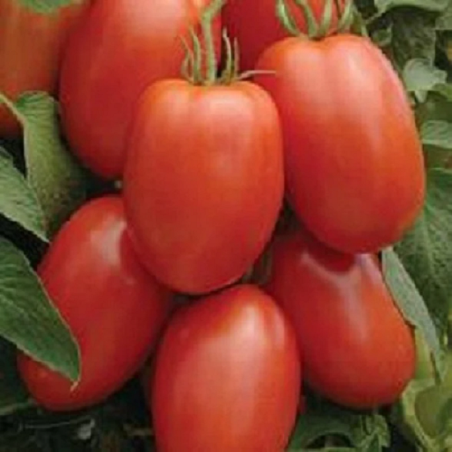 50 Roma Tomato Seeds Garden Seeds