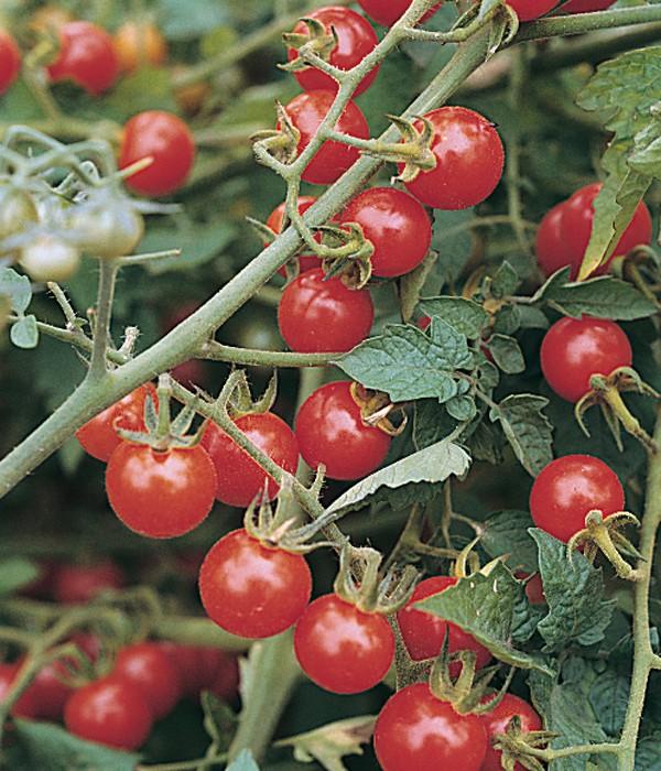 Tomato Seeds Small Red Cherry Tomato 100 Seeds