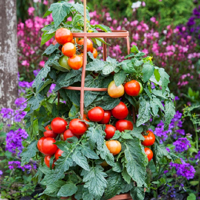 Tomato Seeds Tomato Summerlast F1 Variety Dwarf Tomato 25 Seeds