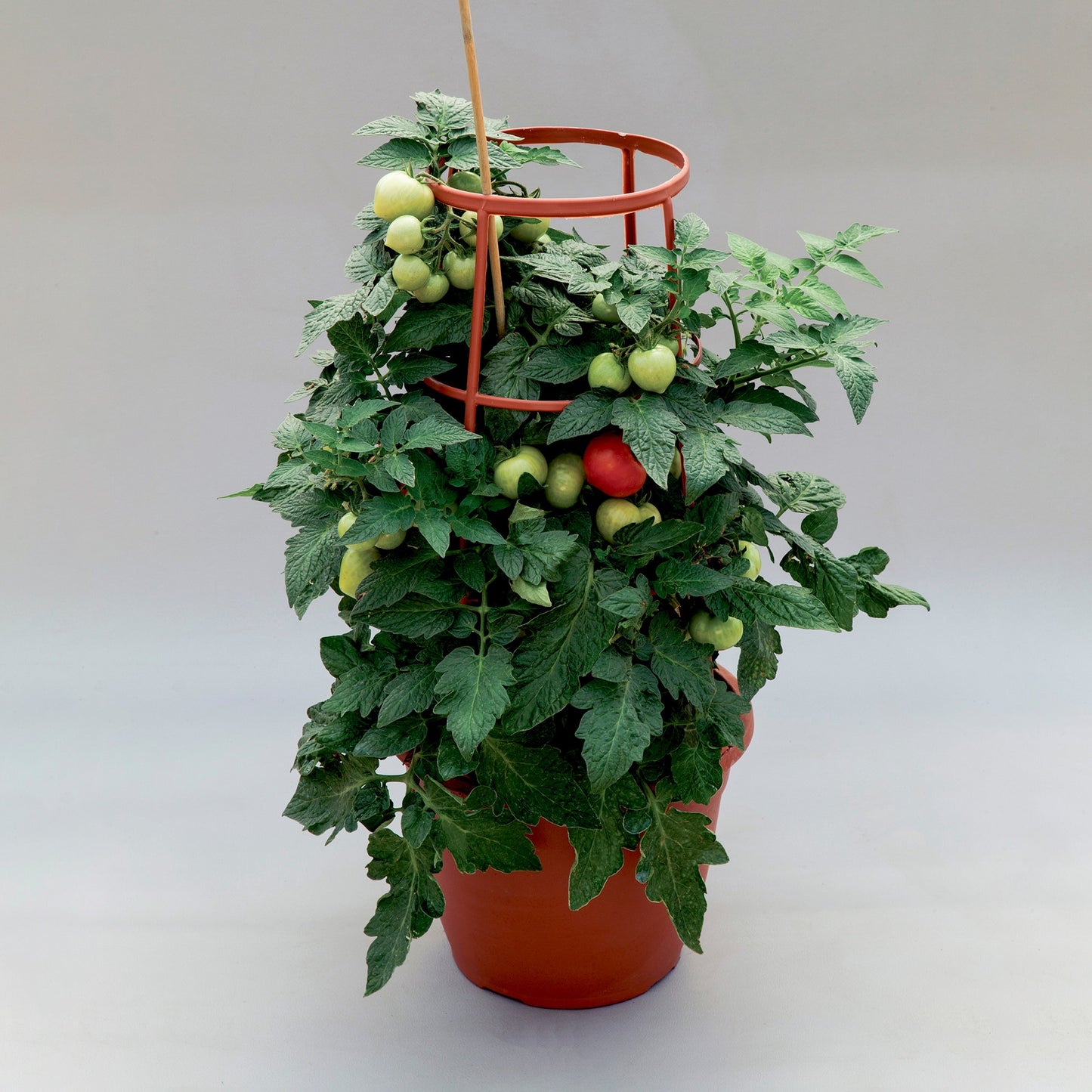 Tomato Seeds Tomato Summerlast F1 Variety Dwarf Tomato 25 Seeds