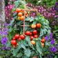 Tomato Seeds Tomato Summerlast F1 Variety Dwarf Tomato 25 Seeds