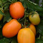 Tomato Sunrise Sauce 25 Seeds Paste Tomato Seeds