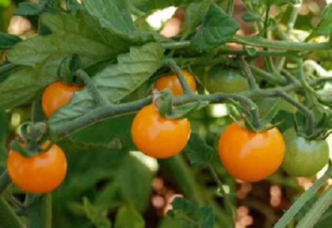 SunSugar Tomato Seeds Orange Cherry Tomato 25 thru 500 Bulk Seeds