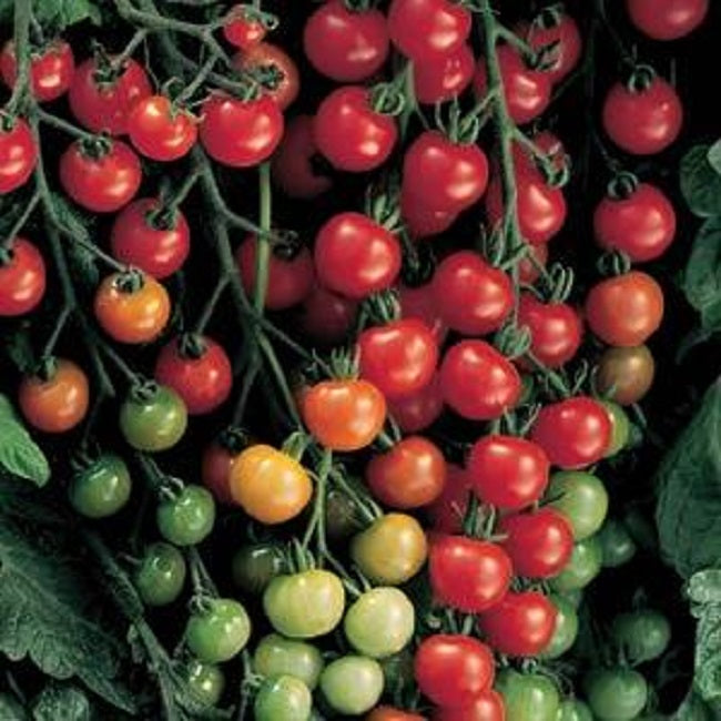 Tomato Seeds Super Sweet 100 Tomato 50 Seeds