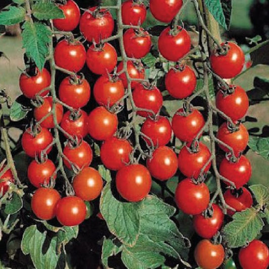 Tomato Seeds Sweet Million 25 thru 100 Seeds