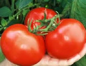 100 Tomato Seeds Thessaloniki Tomato Garden Seeds