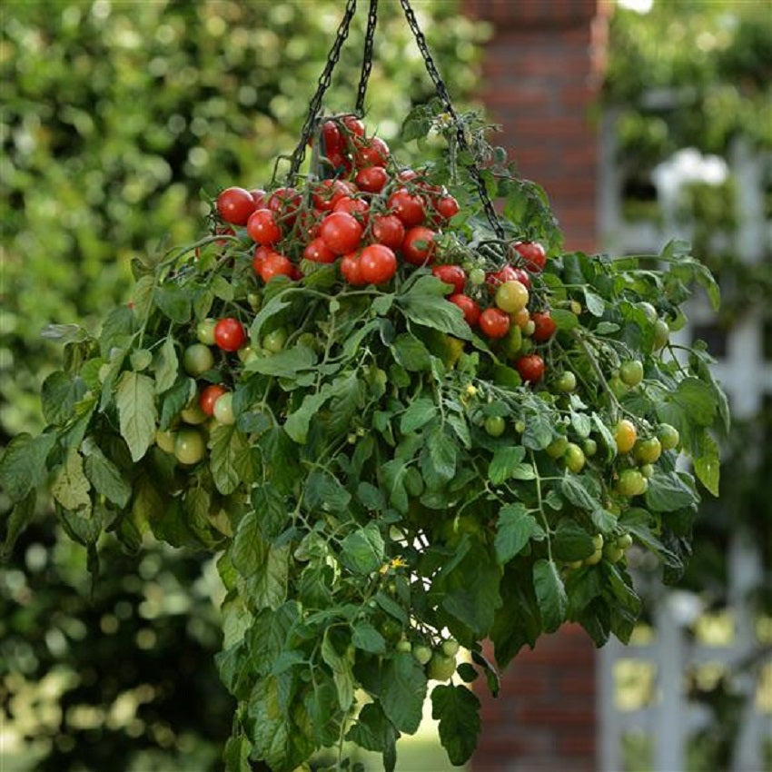 Tomato Seeds 25 Tomato Tumbler F1 Seeds Hanging Basket Tomato