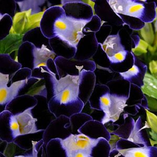 Torenia Seeds Kauai Deep Blue 15 thru 500 Pelleted Seeds