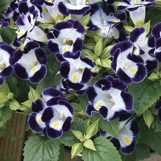 Torenia Duchess Blue And White Torenia Seeds 15 thru 250 Pelleted Seeds