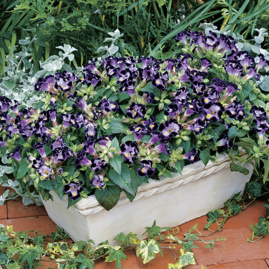 Torenia Duchess Deep Blue Torenia Seeds 15 thru 250 Pelleted Seeds