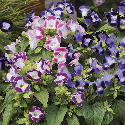 Torenia Duchess Mix Torenia Seeds 15 thru 250 Pelleted Seeds