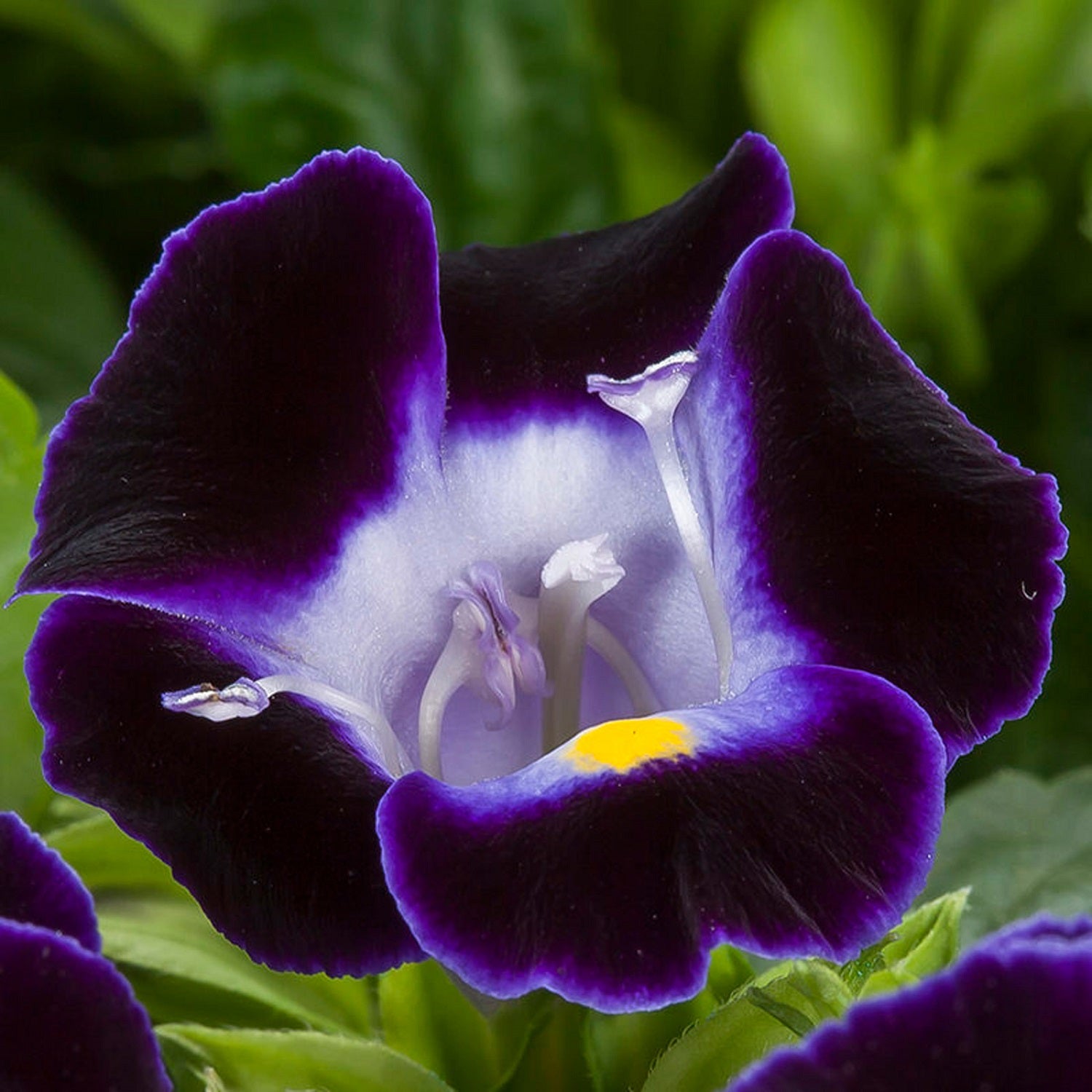 Torenia Seeds Hi Lite Deep Blue 50 Pelleted Seeds