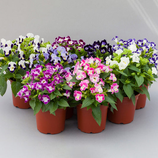 Torenia Seeds Hi Lite Mix 50 Pelleted Seeds