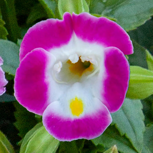 Torenia Seeds Hi Lite Pink 50 Pelleted Seeds