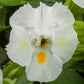 Torenia Seeds Hi Lite White 50 Pelleted Seeds