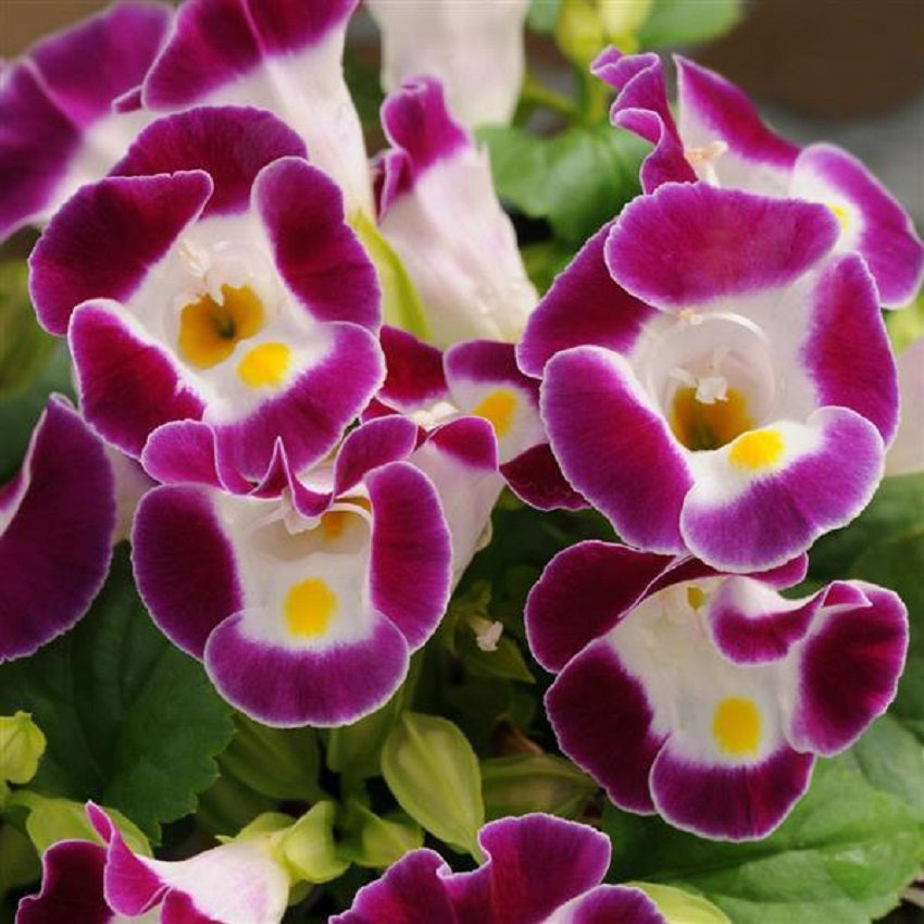 Torenia Seeds Kauai Burgundy 50 Pelleted Seeds