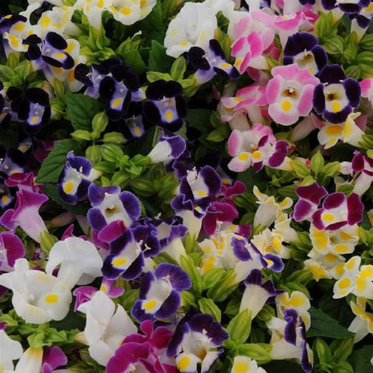 Torenia Seeds Kauai Mix 15 thru 500 Pelleted Seeds