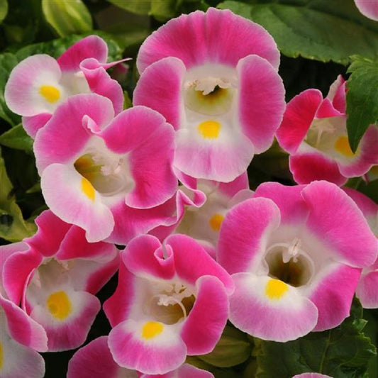 Torenia Seeds Kauai Rose 15 thru 500 Pelleted Seeds