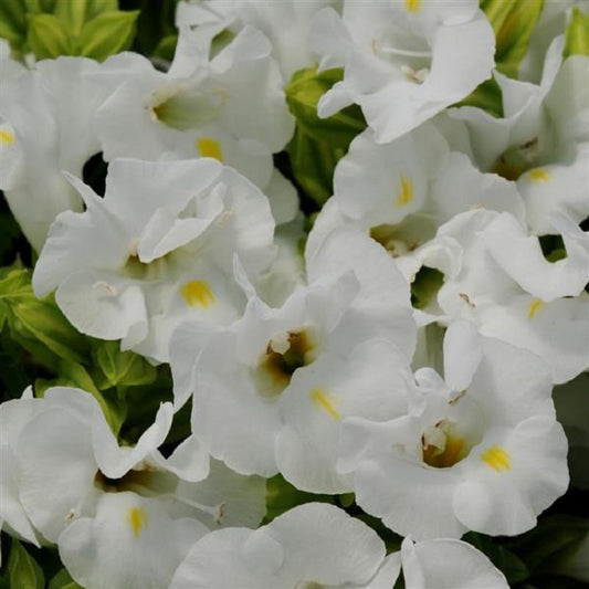 Torenia Seeds Kauai White 15 thru 500 Pelleted Seeds