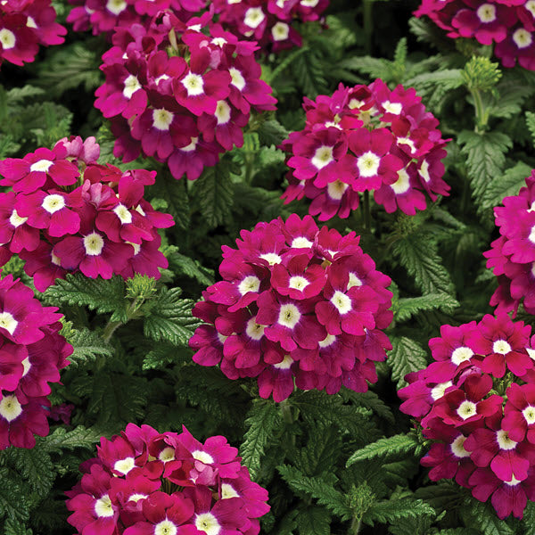 Trailing Verbena Seeds Obsession Cascade Burgundy 25 Seeds