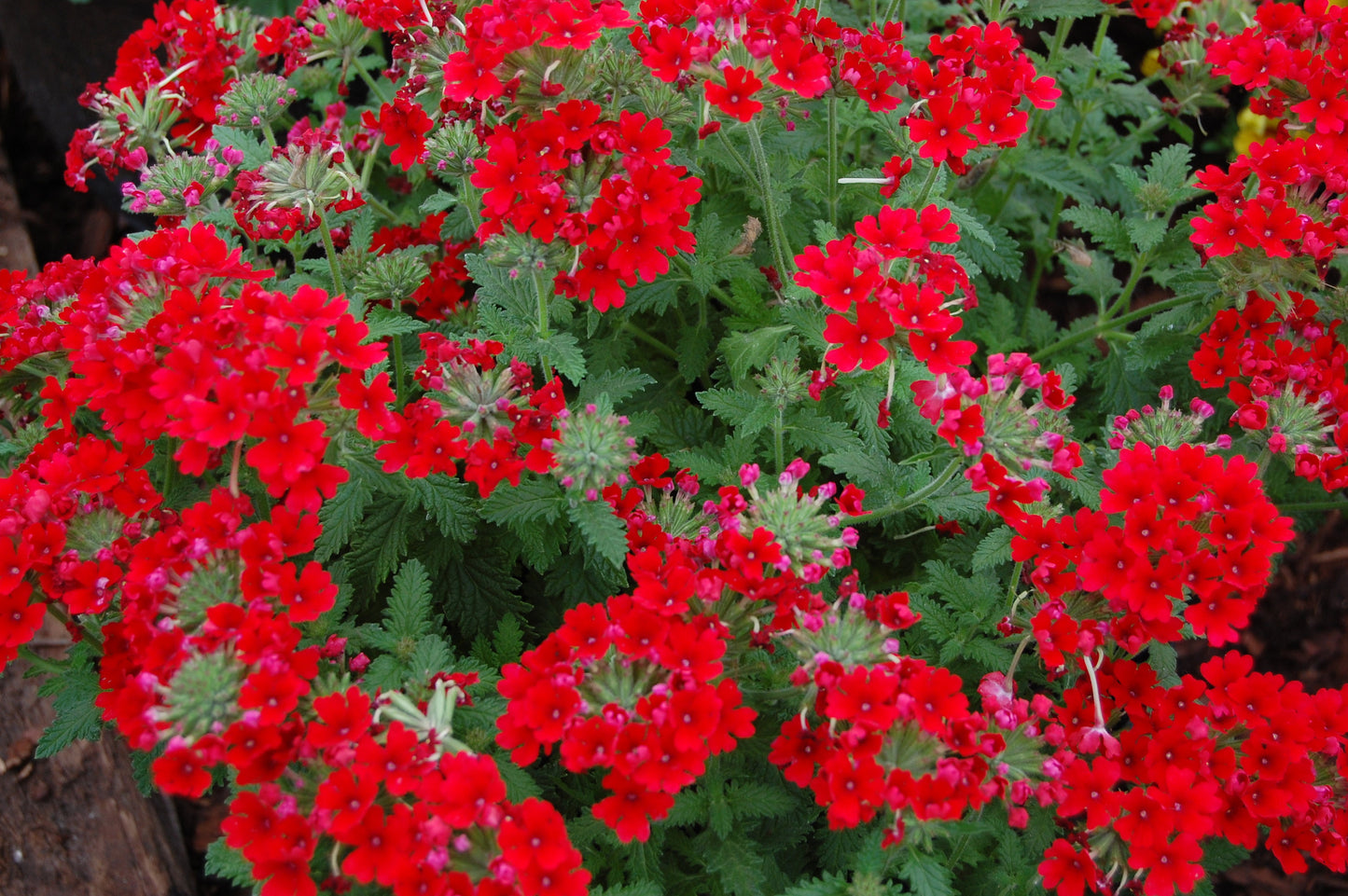 Verbena Seeds Compacta Scarlet Flower Seeds