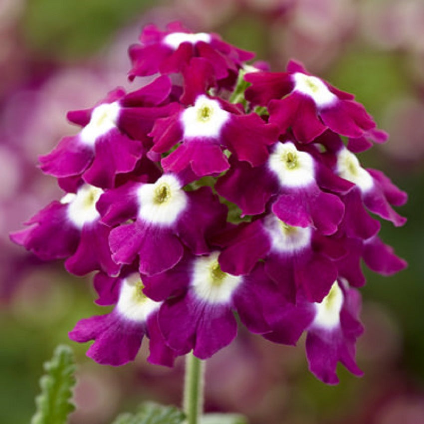 Trailing Verbena Seeds Obsession Cascade Burgundy Eye 25 Seeds