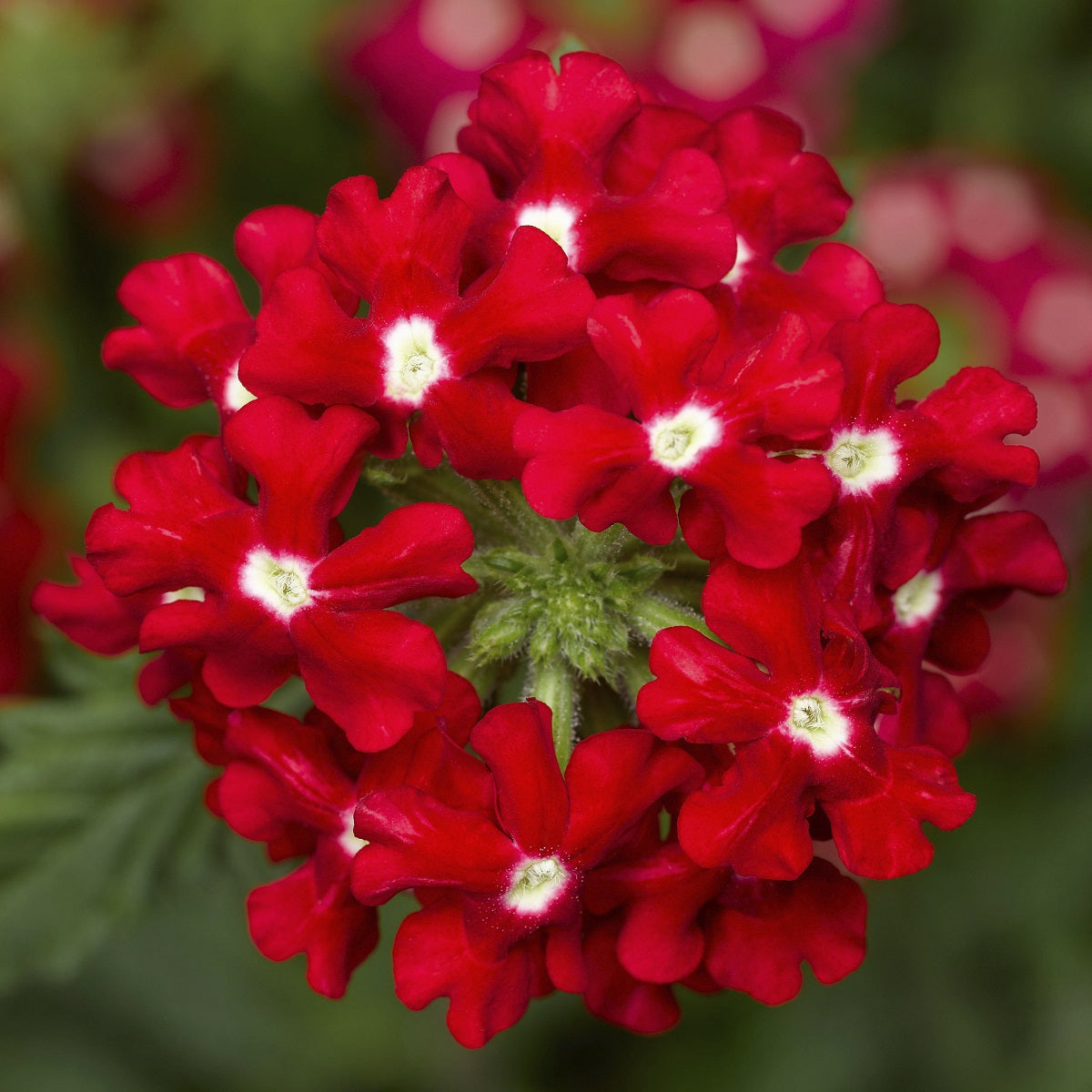 Trailing Verbena Seeds | Obsession Cascade Red | 25 Flower Seeds