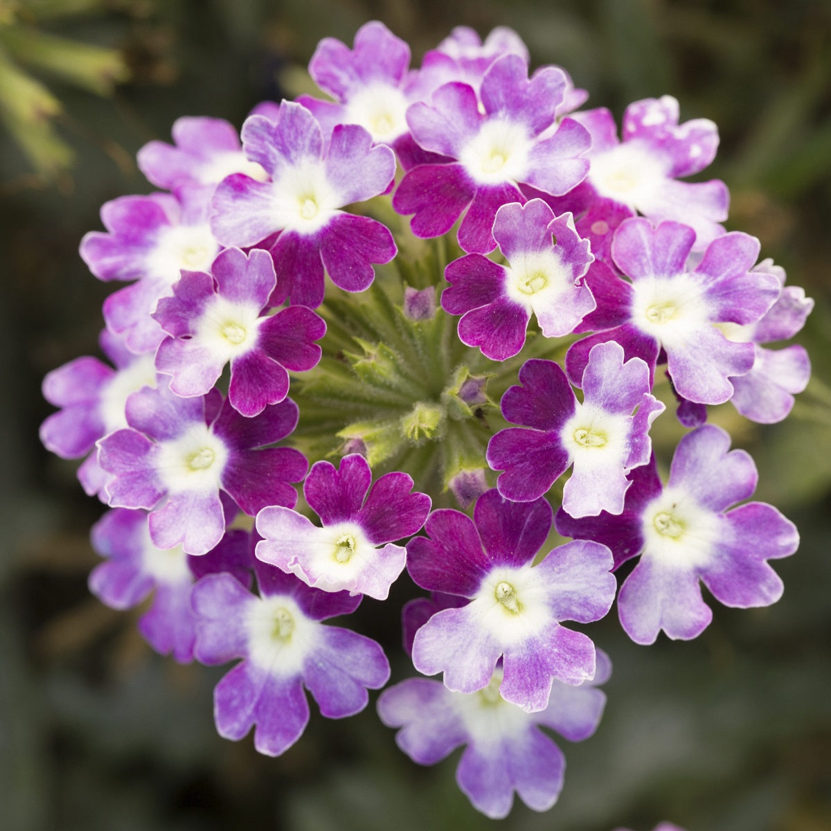 Trailing Verbena Seeds Obsession Cascade Violet 25 Seeds