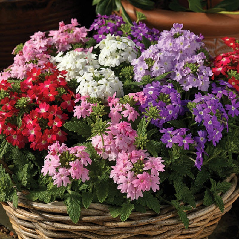 50 Verbena Seeds Verbena Obsession Pastel Mix