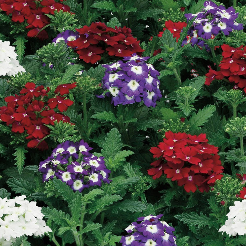 50 Verbena Seeds Verbena Obsession Spirit Mix