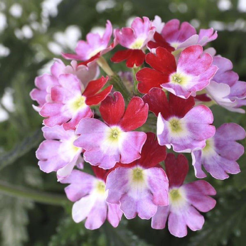 Verbena Seeds Obsession Twister Cascade Burgundy Trailing Verbena