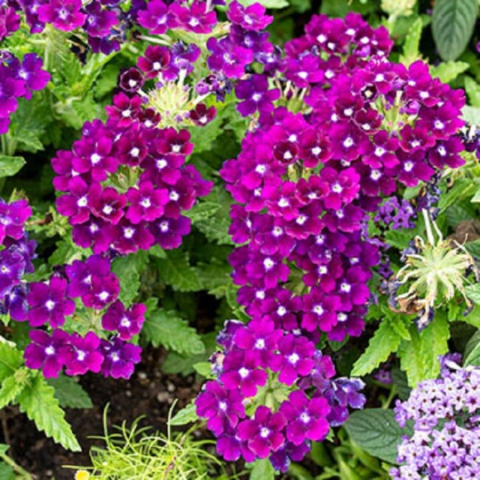 Verbena Seeds | Verbena Quartz XP Purple | Spring Seeds ...