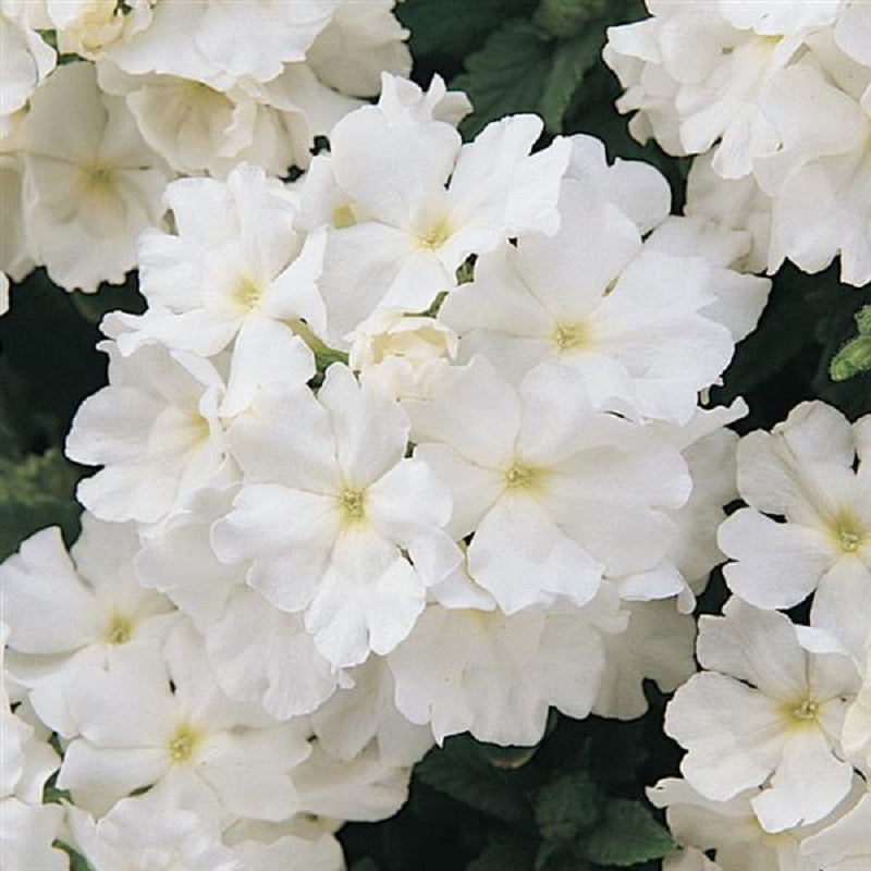 Verbena Seeds Quartz XP White 50 Spring Seeds