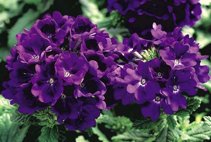 Verbena Seeds Tuscany Blue Verbena 25 Seeds