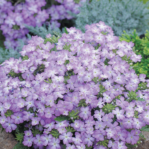 Verbena Seeds Tuscany Lavender Verbena 25 Seeds