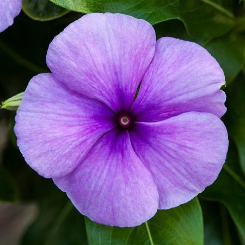 25 Blockbuster Blue Vinca Seeds Periwinkle Seeds