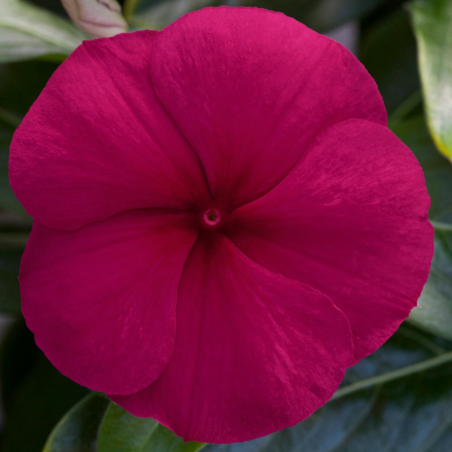 25 Blockbuster Burgundy Vinca Seeds Periwinkle Seeds