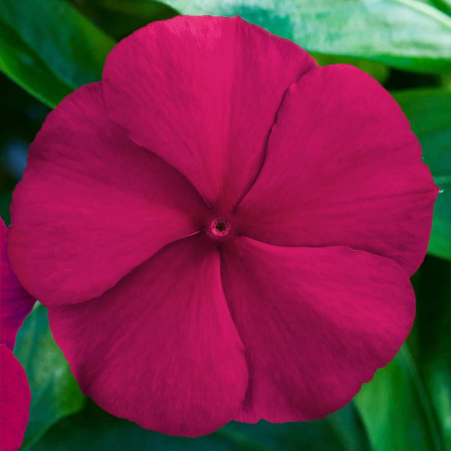 100 Vinca Seeds Blockbuster Crimson Periwinkle Seeds