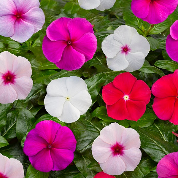 100 Vinca Seeds Blockbuster Formula Mix Periwinkle Seeds