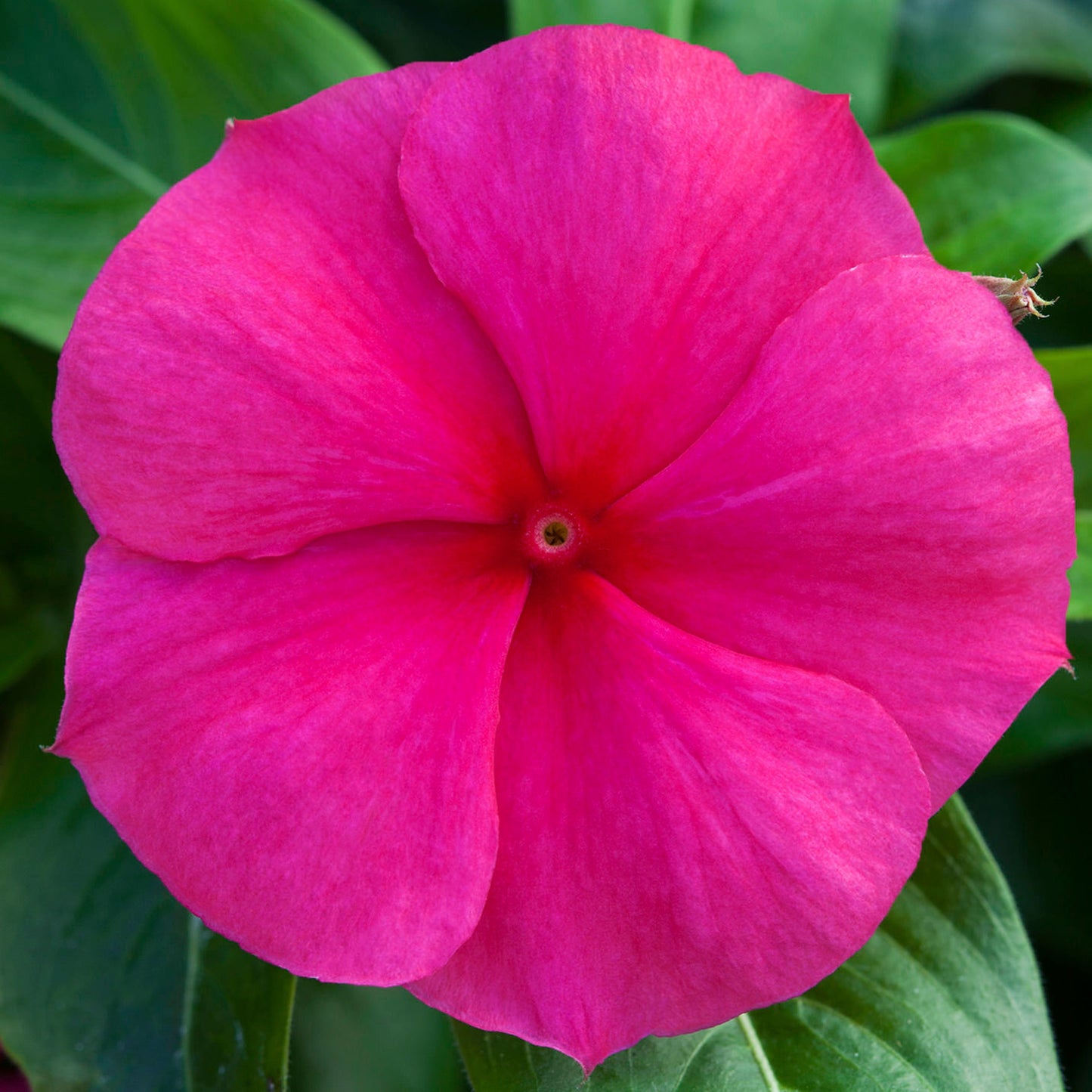 100 Blockbuster Punch Vinca Seeds Periwinkle Seeds